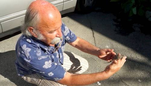 Un drago barbuto a Varese (inserita in galleria)