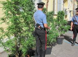 Casa dello spaccio di marijuana a Saronno (inserita in galleria)