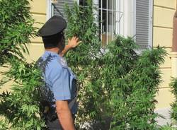 Casa dello spaccio di marijuana a Saronno (inserita in galleria)