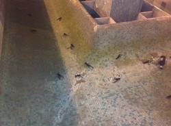 Gamberi nella fontana in centro (inserita in galleria)