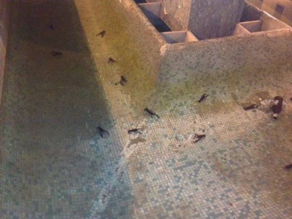 Gamberi nella fontana in centro (inserita in galleria)