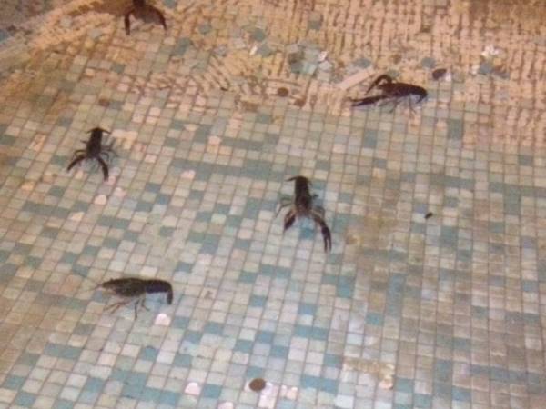 Gamberi nella fontana in centro (inserita in galleria)