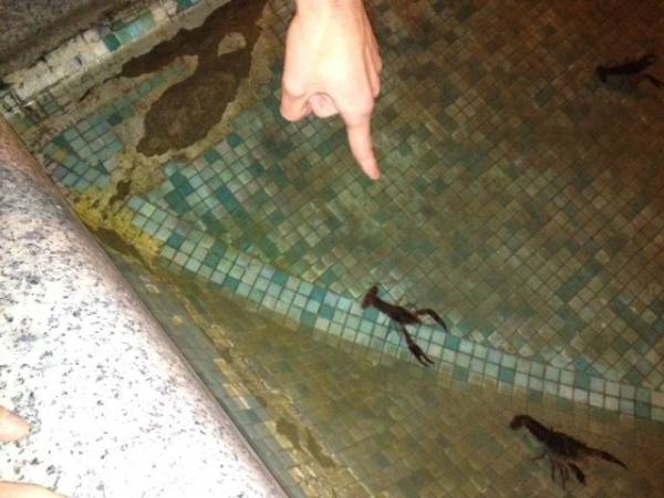 Gamberi nella fontana in centro (inserita in galleria)