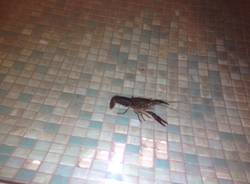 Gamberi nella fontana in centro (inserita in galleria)