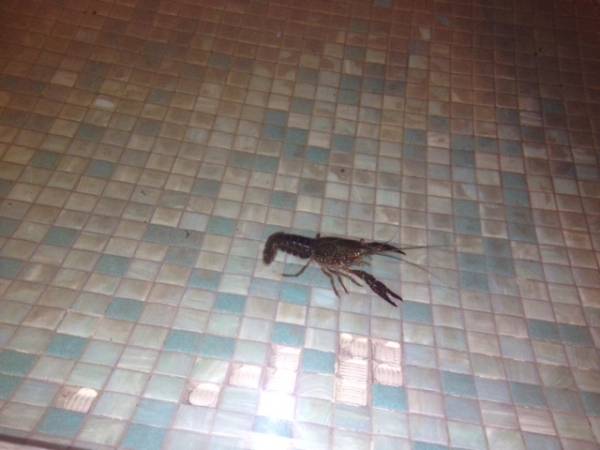 Gamberi nella fontana in centro (inserita in galleria)