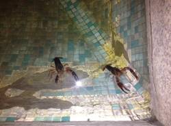 Gamberi nella fontana in centro (inserita in galleria)