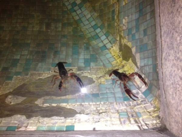 Gamberi nella fontana in centro (inserita in galleria)