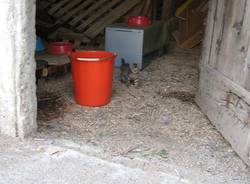 gatto salvato marnate