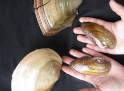 Le "supercozze" ad Angera (inserita in galleria)