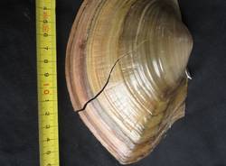 Le "supercozze" ad Angera (inserita in galleria)