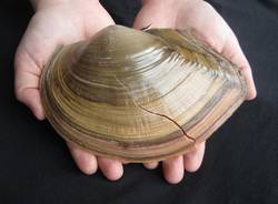 Le "supercozze" ad Angera (inserita in galleria)