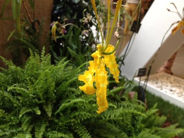 Orchidee a Ville Ponti (inserita in galleria)