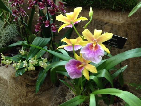 Orchidee a Ville Ponti (inserita in galleria)