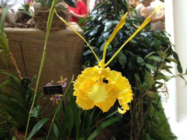 Orchidee a Ville Ponti (inserita in galleria)