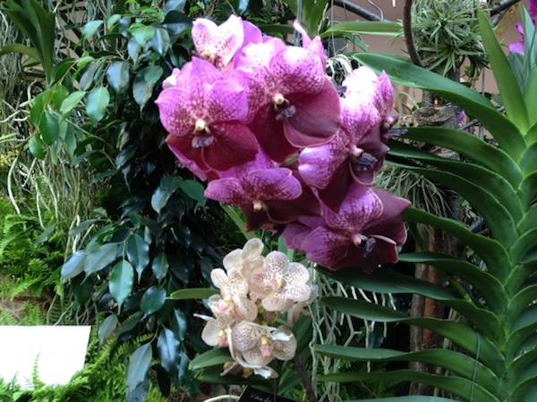 Orchidee a Ville Ponti (inserita in galleria)