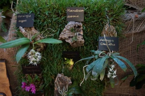 Orchidee, passioni varesine (inserita in galleria)