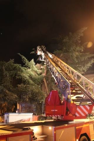 Piante cadute a Luino (inserita in galleria)