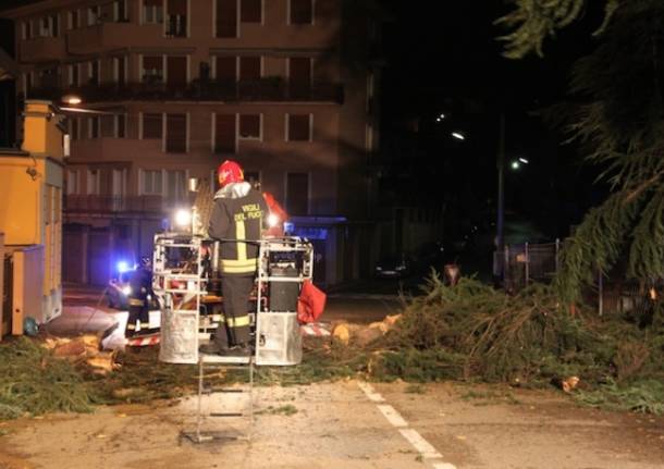 Piante cadute a Luino