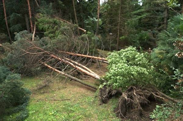 Piante cadute a Porto Valtravaglia tromba d'aria settembre 2012 (inserita in galleria)