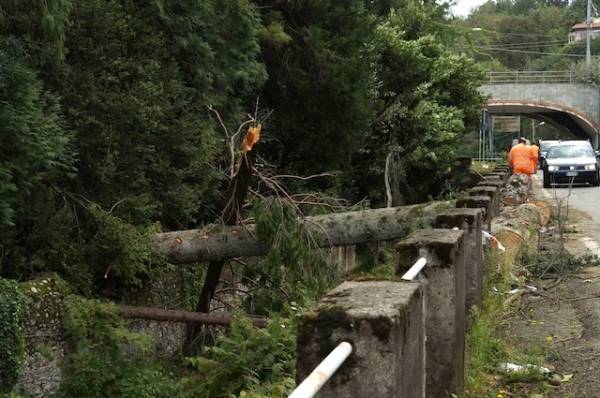 Piante cadute a Porto Valtravaglia tromba d'aria settembre 2012 (inserita in galleria)