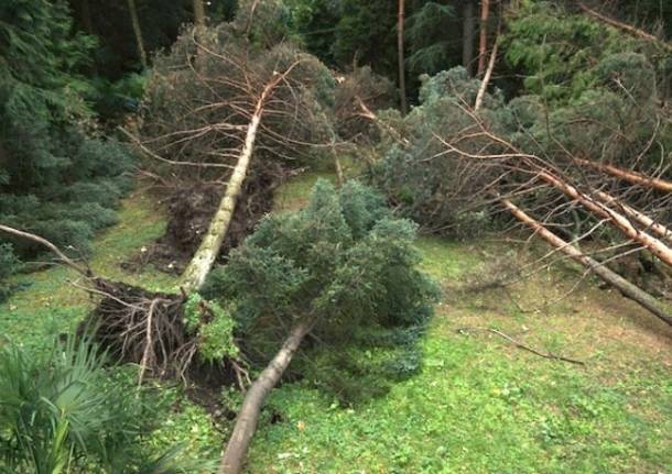 Piante cadute a Porto Valtravaglia