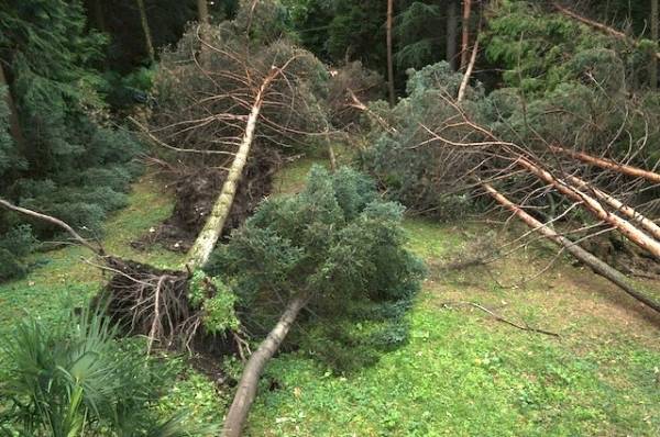 Piante cadute a Porto Valtravaglia tromba d'aria settembre 2012 (inserita in galleria)