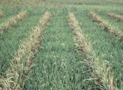 risaie riso apertura agricoltura