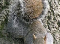 Scoiattolo grigio, scoiattolo rosso (inserita in galleria)