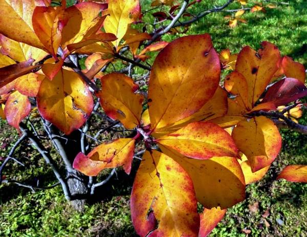 Autunno  (inserita in galleria)