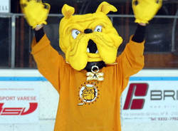 hockey club varese mastini mascotte mastino augusto 2012 2013