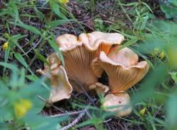 I funghi dei lettori (inserita in galleria)