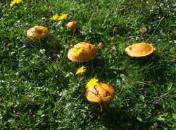 I funghi dei lettori (inserita in galleria)