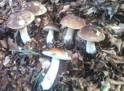 I funghi dei lettori  (inserita in galleria)