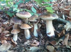 I funghi dei lettori  (inserita in galleria)