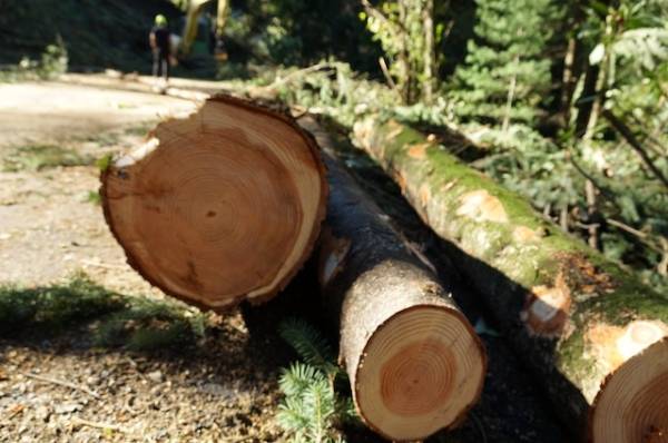 I lavori per rimuovere gli alberi a Castelveccana (inserita in galleria)