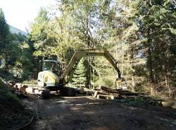 I lavori per rimuovere gli alberi a Castelveccana (inserita in galleria)