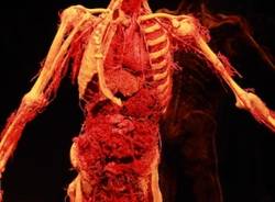 Il corpo umano in mostra a Milano (inserita in galleria)