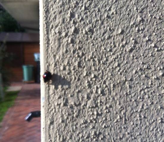 nvasione di coccinelle (inserita in galleria)