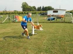 Sheva, un campione mondiale di agilità (inserita in galleria)