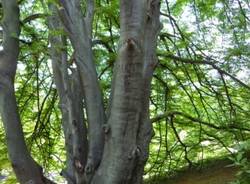 Alberi monumentali Varese (inserita in galleria)