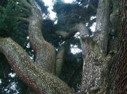 Alberi monumentali Varese (inserita in galleria)