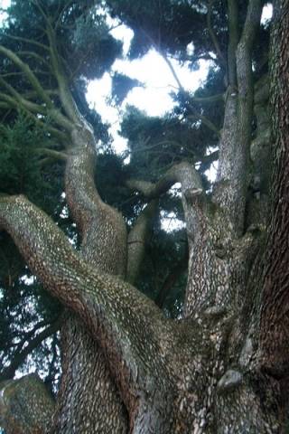 Alberi monumentali Varese (inserita in galleria)