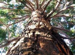 Alberi monumentali Varese (inserita in galleria)