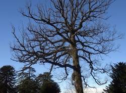 Alberi monumentali Varese (inserita in galleria)