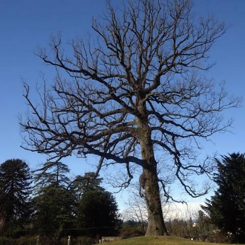 Alberi monumentali Varese (inserita in galleria)