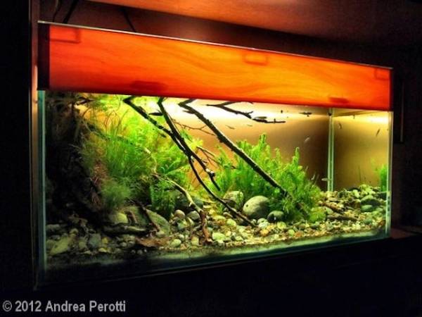 Andrea Perotti, campione di acquari d'acqua dolce (inserita in galleria)