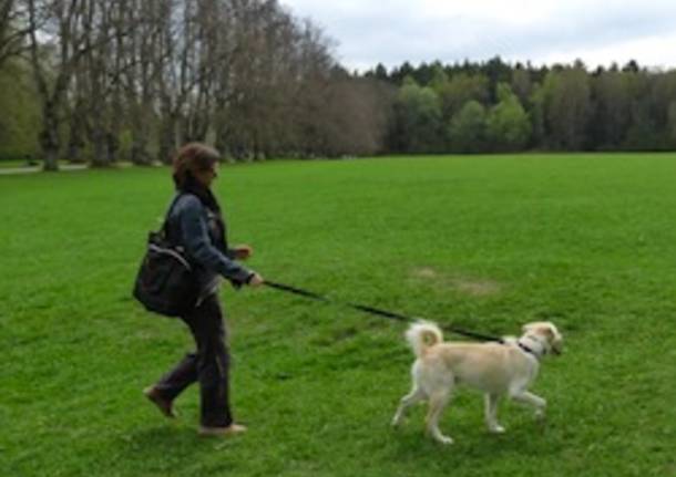 area cani parco animali apertura