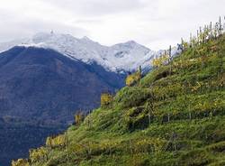 La storia del vino in Canton Ticino (inserita in galleria)