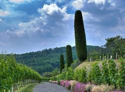 La storia del vino in Canton Ticino (inserita in galleria)