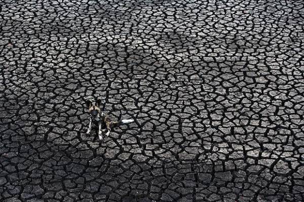 Meravigliosa natura selvaggia (inserita in galleria)